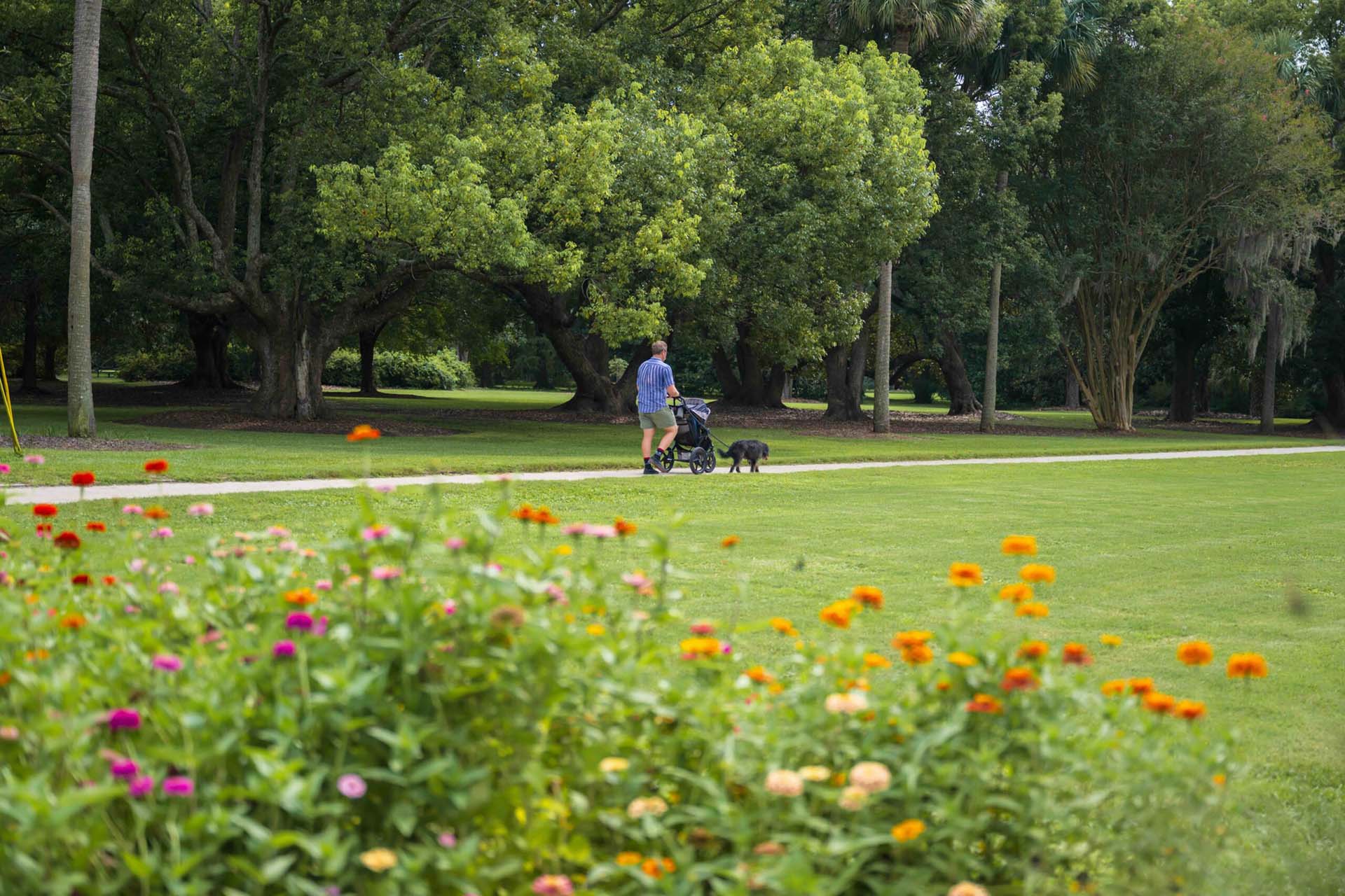 A tranquil, wide-angle view of a sunlit park featuring a man in a blue button-down shirt walking a black dog and pushing a stroller along a light-colored gravel pathway. In the soft-focus foreground, a vibrant patch of pink, orange, and red zinnias adds a splash of color to the lush green lawn. The background is dominated by large, sprawling live oak and leafy green trees that provide a deep, shaded canopy over the open field. The scene captures a peaceful afternoon in a Southern public park, emphasizing a healthy work-life balance and the outdoor lifestyle available in Charleston.
